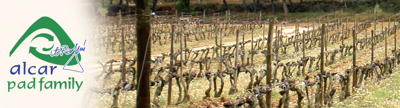 Alcarpad Tehnici de palisaj, Recipienti din sticla, sisteme de paletare